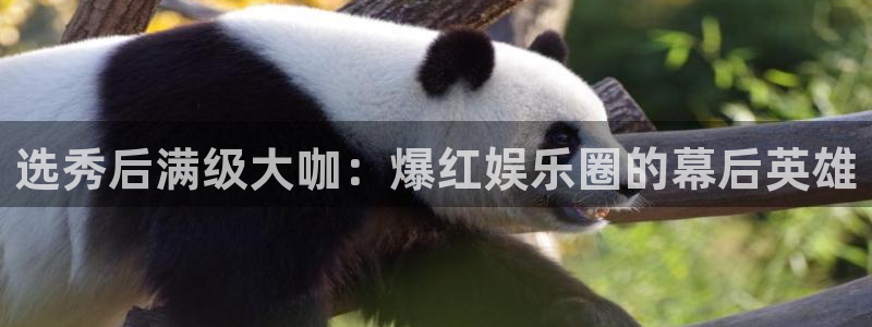 新航娱乐注册：选秀后满级大咖：爆红娱乐圈的幕后英雄